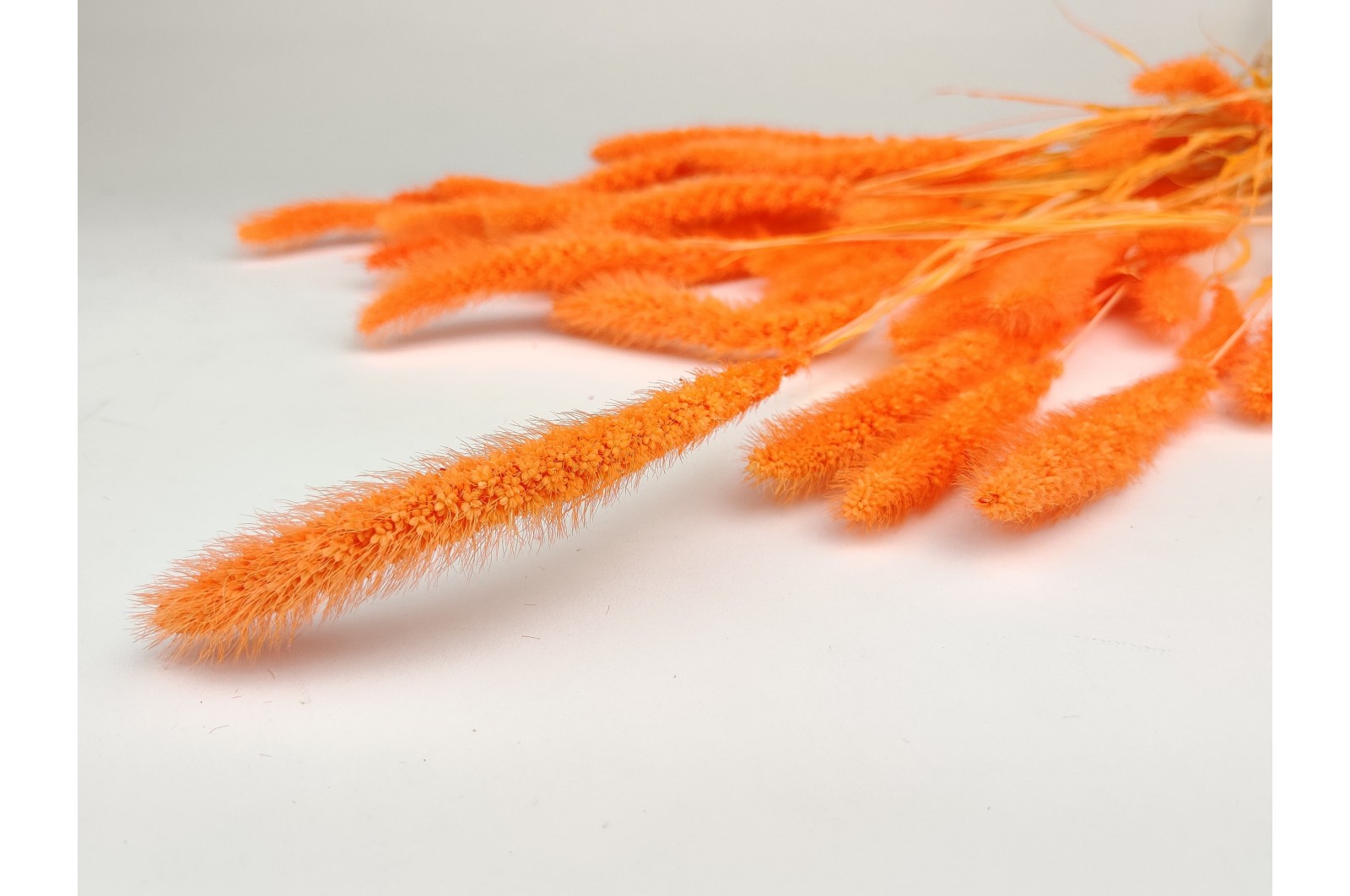 PHOCEALYS │Setaria sec│vente aux pros│Grossiste en fleurs séchées