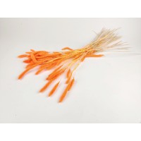 PHOCEALYS │Setaria sec│vente aux pros│Grossiste en fleurs séchées