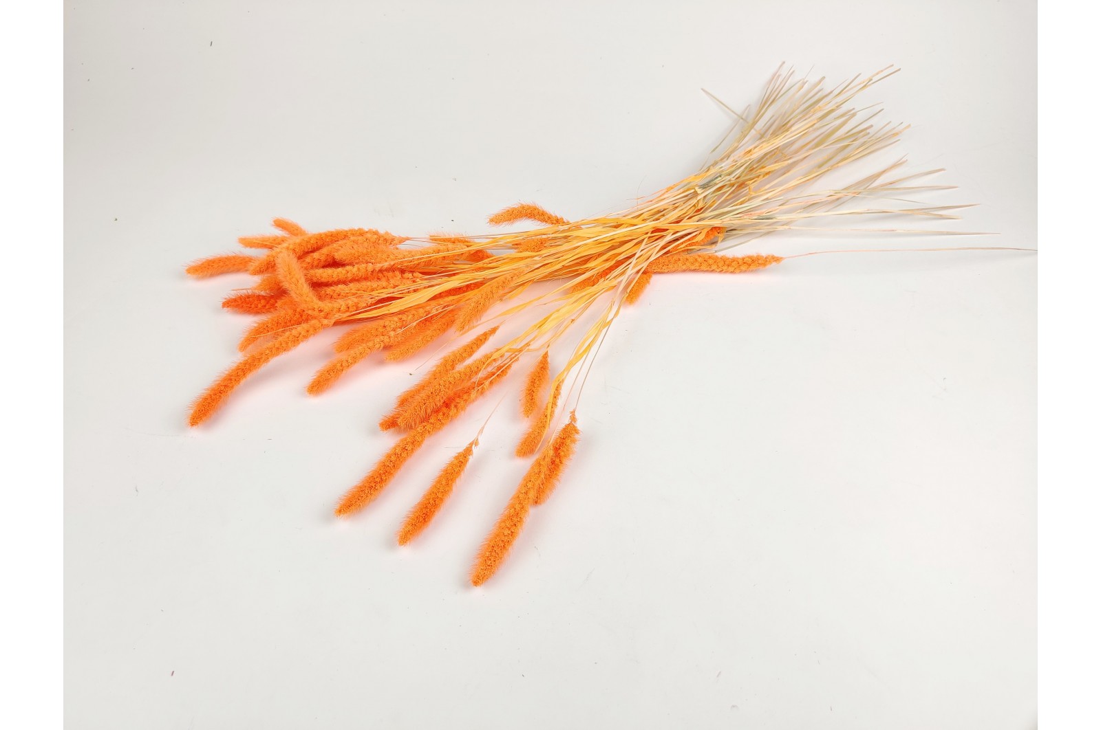 PHOCEALYS │Setaria sec│vente aux pros│Grossiste en fleurs séchées