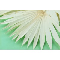 PHOCEALYS │palm sun│vente aux pros│Grossiste en fleurs séchées