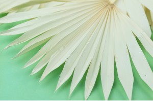PHOCEALYS │palm sun│vente aux pros│Grossiste en fleurs séchées