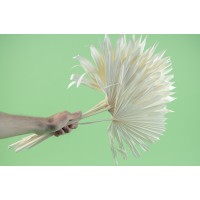 PHOCEALYS │palm sun│vente aux pros│Grossiste en fleurs séchées