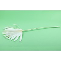 PHOCEALYS │palm sun│vente aux pros│Grossiste en fleurs séchées