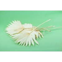 PHOCEALYS │palm sun│vente aux pros│Grossiste en fleurs séchées