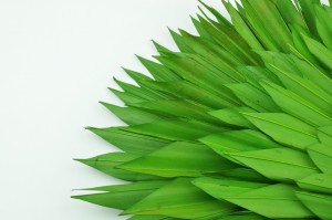 PHOCEALYS │palm sun│vente aux pros│Grossiste en fleurs séchées