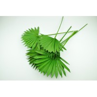PHOCEALYS │palm sun│vente aux pros│Grossiste en fleurs séchées