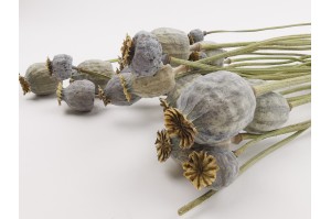 PHOCEALYS │Pavot sec│vente aux pros│Grossiste en fleurs séchées
