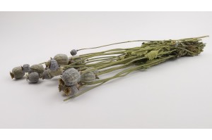PHOCEALYS │Pavot sec│vente aux pros│Grossiste en fleurs séchées