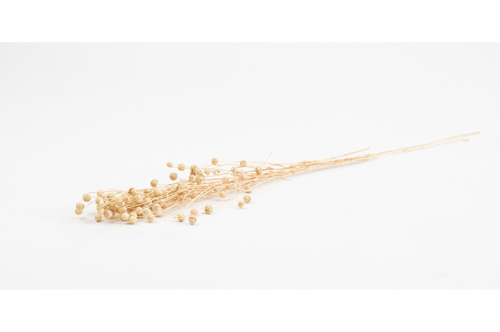 PHOCEALYS │Lin sec│vente aux pros│Grossiste en fleurs séchées