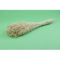 PHOCEALYS │Lin sec│vente aux pros│Grossiste en fleurs séchées