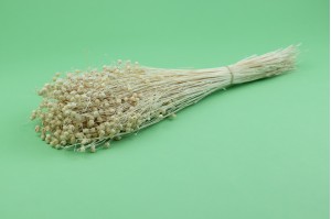 PHOCEALYS │Lin sec│vente aux pros│Grossiste en fleurs séchées