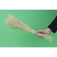 PHOCEALYS │Lin sec│vente aux pros│Grossiste en fleurs séchées