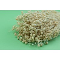 PHOCEALYS │Lin sec│vente aux pros│Grossiste en fleurs séchées