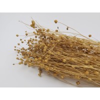 PHOCEALYS │Lin sec│vente aux pros│Grossiste en fleurs séchées
