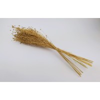 PHOCEALYS │Lin sec│vente aux pros│Grossiste en fleurs séchées