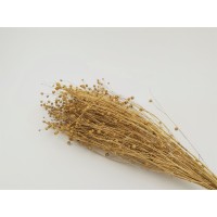 PHOCEALYS │Lin sec│vente aux pros│Grossiste en fleurs séchées