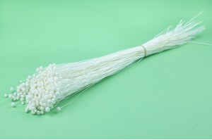 PHOCEALYS │Amarelino sec│vente aux pros│Grossiste en fleurs séchées