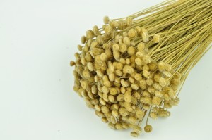 PHOCEALYS │Amarelino sec│vente aux pros│Grossiste en fleurs séchées