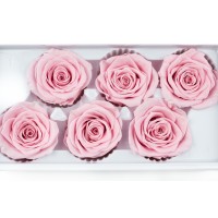 PHOCEALYS │Têtes de roses stabilisées  │vente aux pros│Grossiste