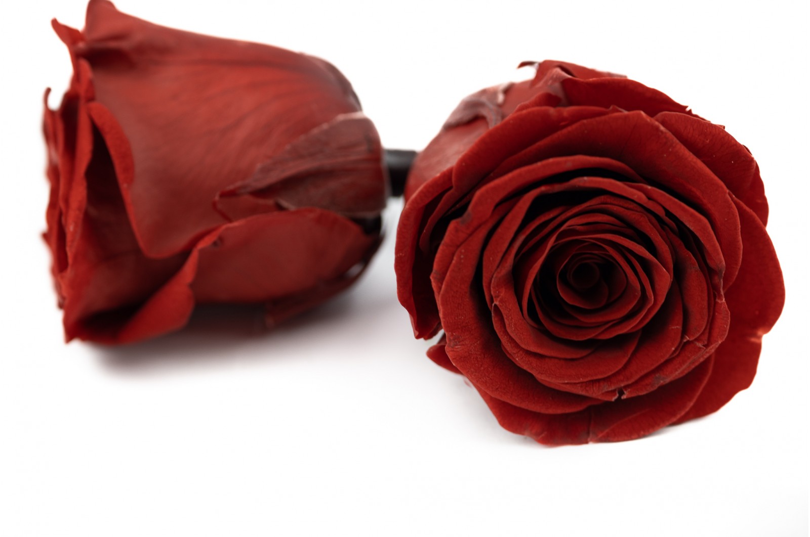 PHOCEALYS │Têtes de roses stabilisées  │vente aux pros│Grossiste