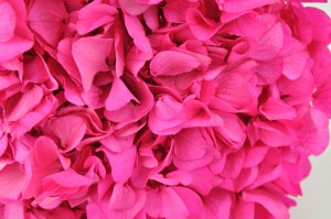 PHOCEALYS│Hortensia stabilisé│vente aux pros│Grossiste en végétaux stabilisées