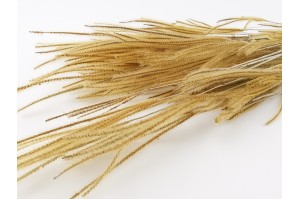 Herbe ouro séchée│vente aux pros│Grossiste en fleurs séchées