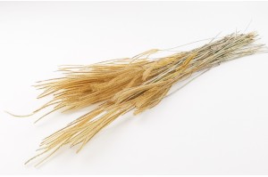 Herbe ouro séchée│vente aux pros│Grossiste en fleurs séchées