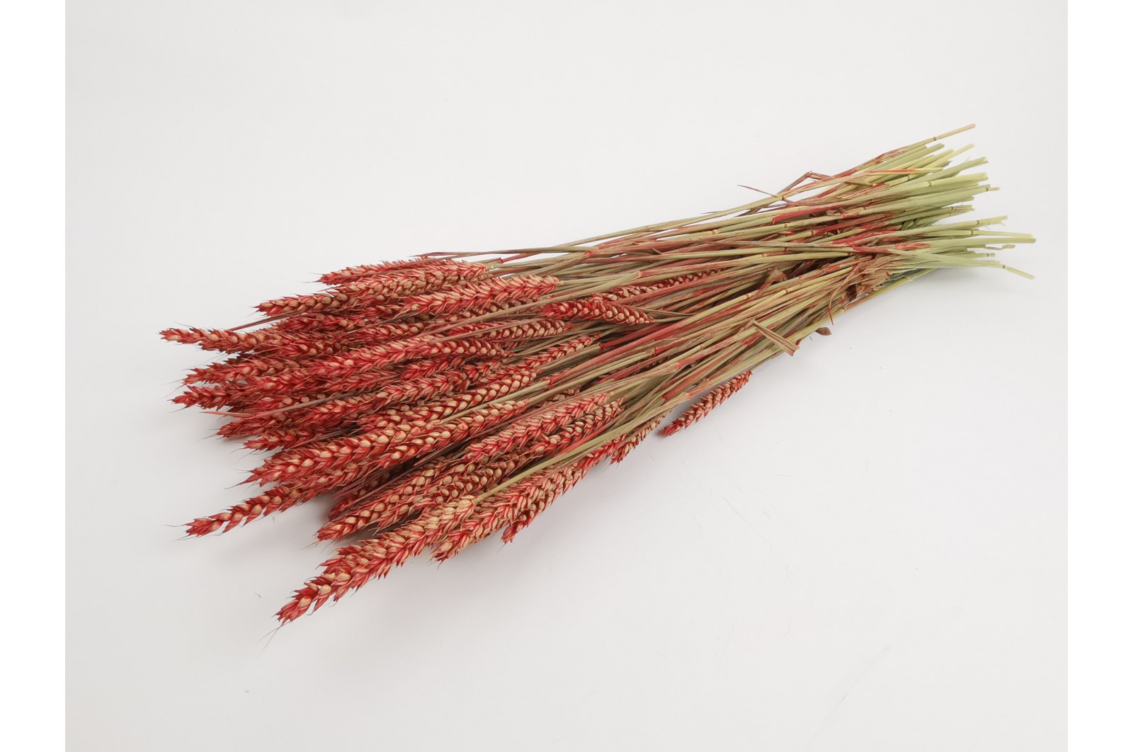PHOCEALYS │Blé sec│vente aux pros│Grossiste en fleurs séchées