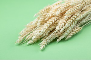 PHOCEALYS │Blé sec│vente aux pros│Grossiste en fleurs séchées