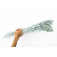 PHOCEALYS │Blé sec│vente aux pros│Grossiste en fleurs séchées