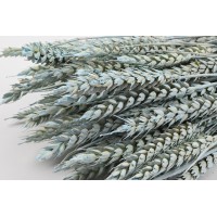 PHOCEALYS │Blé sec│vente aux pros│Grossiste en fleurs séchées