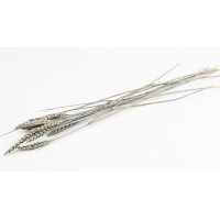 PHOCEALYS │Blé sec│vente aux pros│Grossiste en fleurs séchées