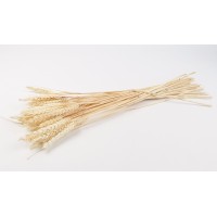 PHOCEALYS │Blé sec│vente aux pros│Grossiste en fleurs séchées