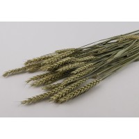 PHOCEALYS │Blé sec│vente aux pros│Grossiste en fleurs séchées