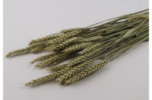 PHOCEALYS │Blé sec│vente aux pros│Grossiste en fleurs séchées