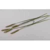 PHOCEALYS │Blé sec│vente aux pros│Grossiste en fleurs séchées