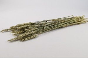 PHOCEALYS │Blé sec│vente aux pros│Grossiste en fleurs séchées