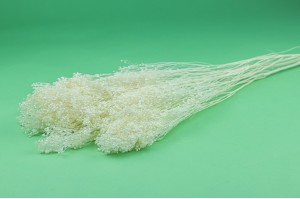 PHOCEALYS │Broom stabilisé│vente aux pros│Grossiste