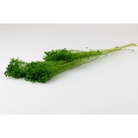 PHOCEALYS │Broom stabilisé│vente aux pros│Grossiste