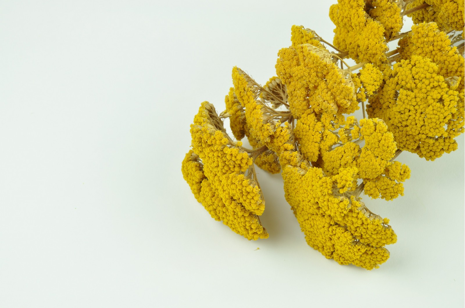Achillée filipendula sèche naturelle vente en vrac Phocealys grossiste fournisseur pros