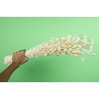 PHOCEALYS │Phalaris sec │vente aux pros│Grossiste en fleurs séchées