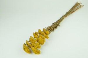 Achillée filipendula sèche naturelle vente en vrac Phocealys grossiste fournisseur pros