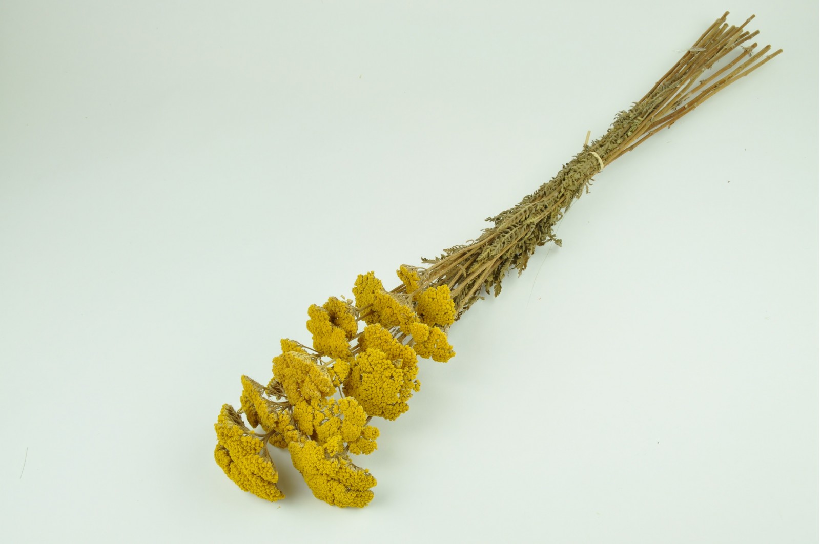 Achillée filipendula sèche naturelle vente en vrac Phocealys grossiste fournisseur pros