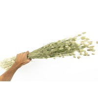 PHOCEALYS │Phalaris sec │vente aux pros│Grossiste en fleurs séchées