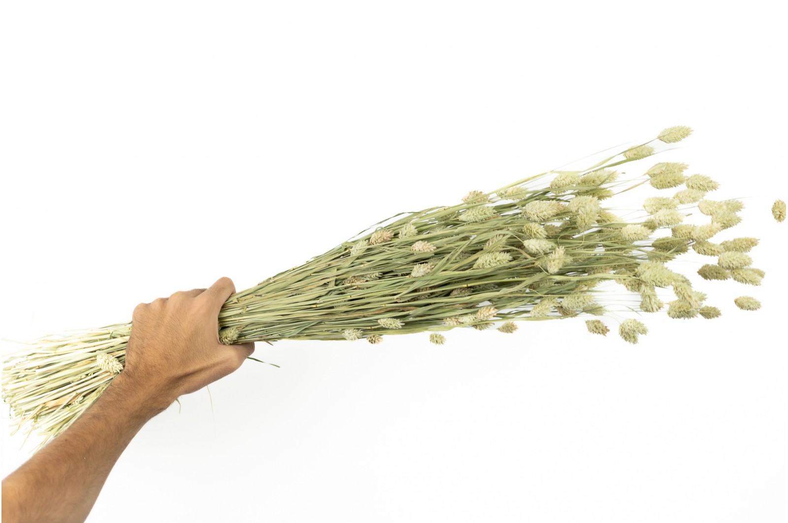 PHOCEALYS │Phalaris sec │vente aux pros│Grossiste en fleurs séchées