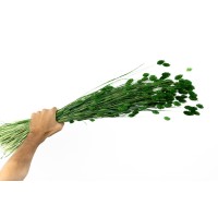 PHOCEALYS │Phalaris sec │vente aux pros│Grossiste en fleurs séchées