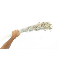 PHOCEALYS │Phalaris sec │vente aux pros│Grossiste en fleurs séchées