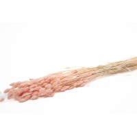 PHOCEALYS │Phalaris sec │vente aux pros│Grossiste en fleurs séchées