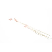 PHOCEALYS │Phalaris sec │vente aux pros│Grossiste en fleurs séchées
