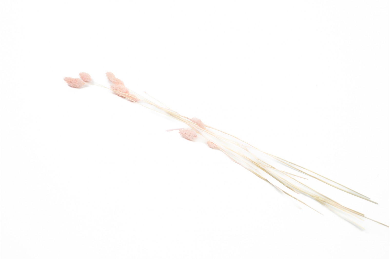 PHOCEALYS │Phalaris sec │vente aux pros│Grossiste en fleurs séchées